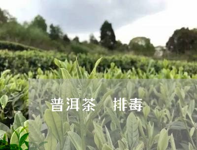 普洱茶 排毒/2023042859053